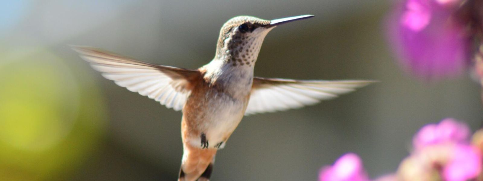 La confiance de l'oiseau n'est pas dans la branche mais dans ses propres ailes.